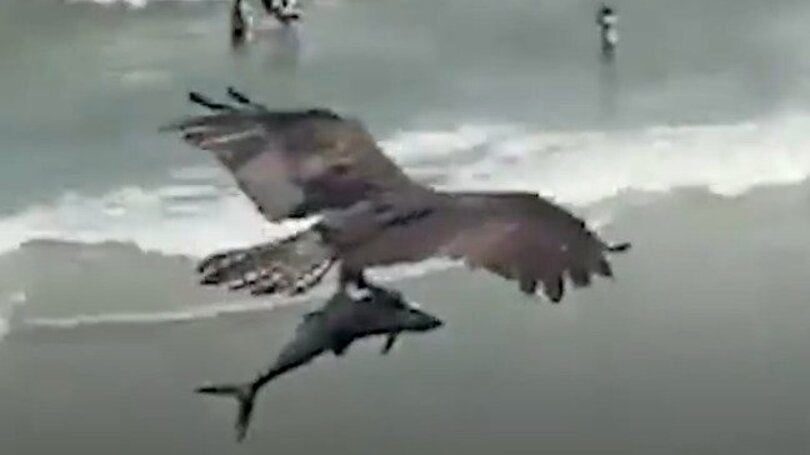 Osprey Catches Enormous Fish Over Crowded South Carolina Beach Osprey Catches Enormous Fish Over Crowded South Carolina Beach