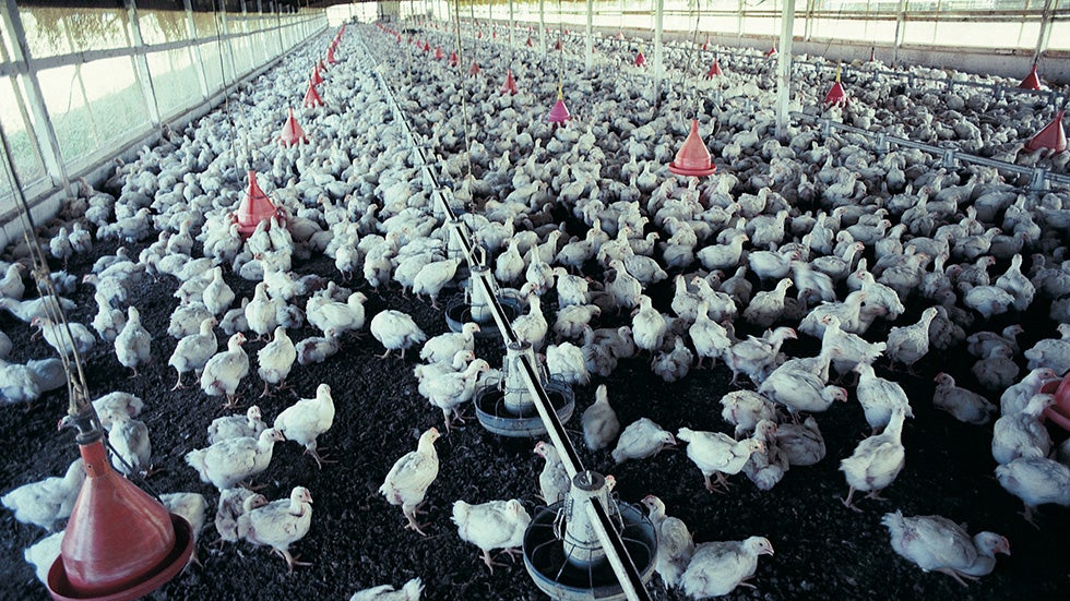 NRDC: Animal Antibiotics Pose 'High Risk' to Humans
