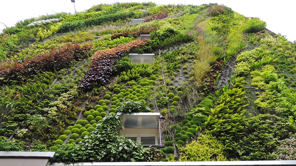 Vertical Garden in Paris: The Science and Art Behind Botanist Patrick Blanc's Living Walls (PHOTOS)