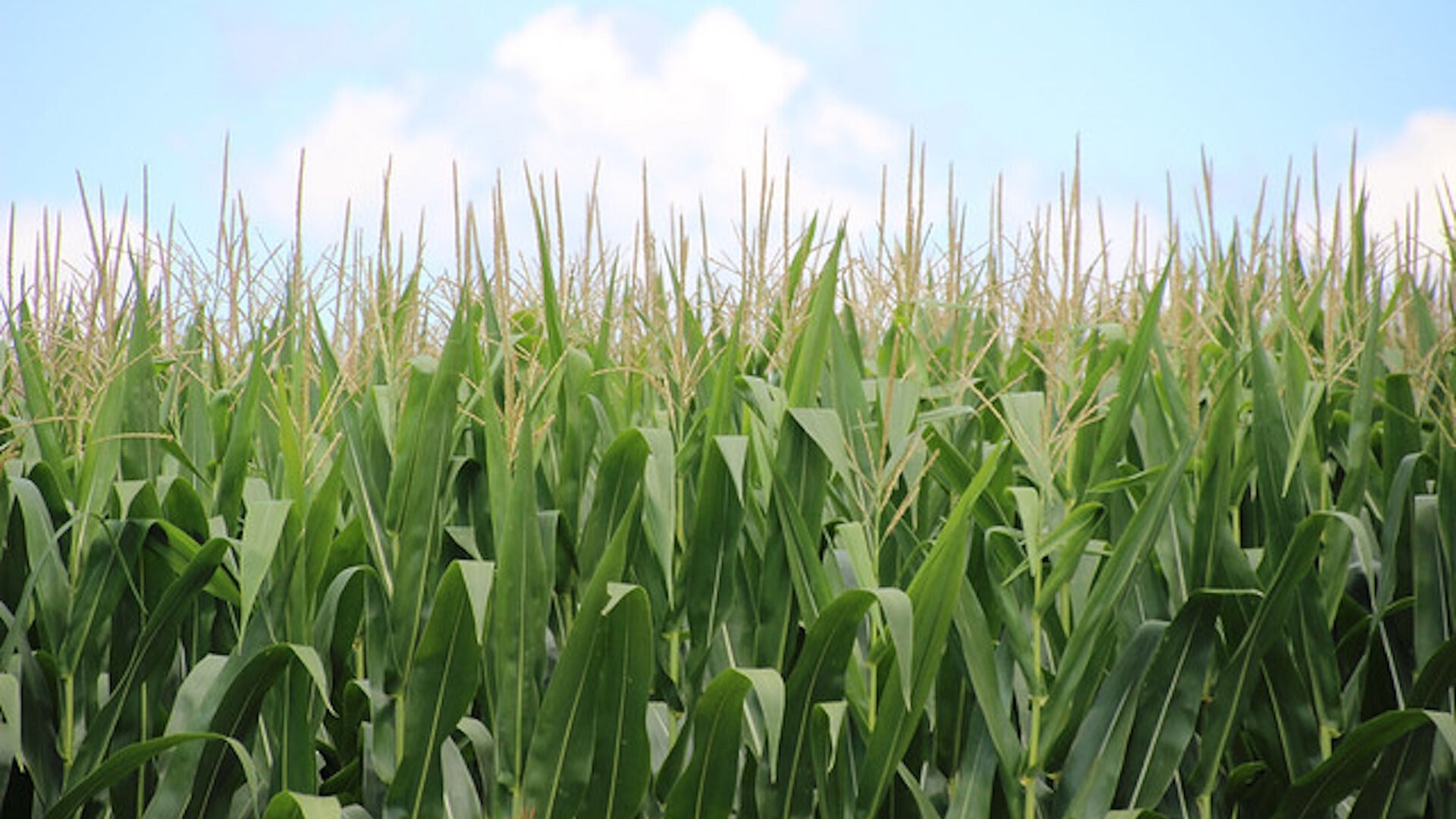 How 'Corn Sweat' Can Make Midwest Summers Feel Even Hotter