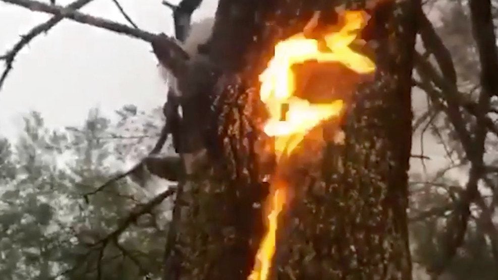 Flames Burst Through Tree After Lightning Strike Videos from The