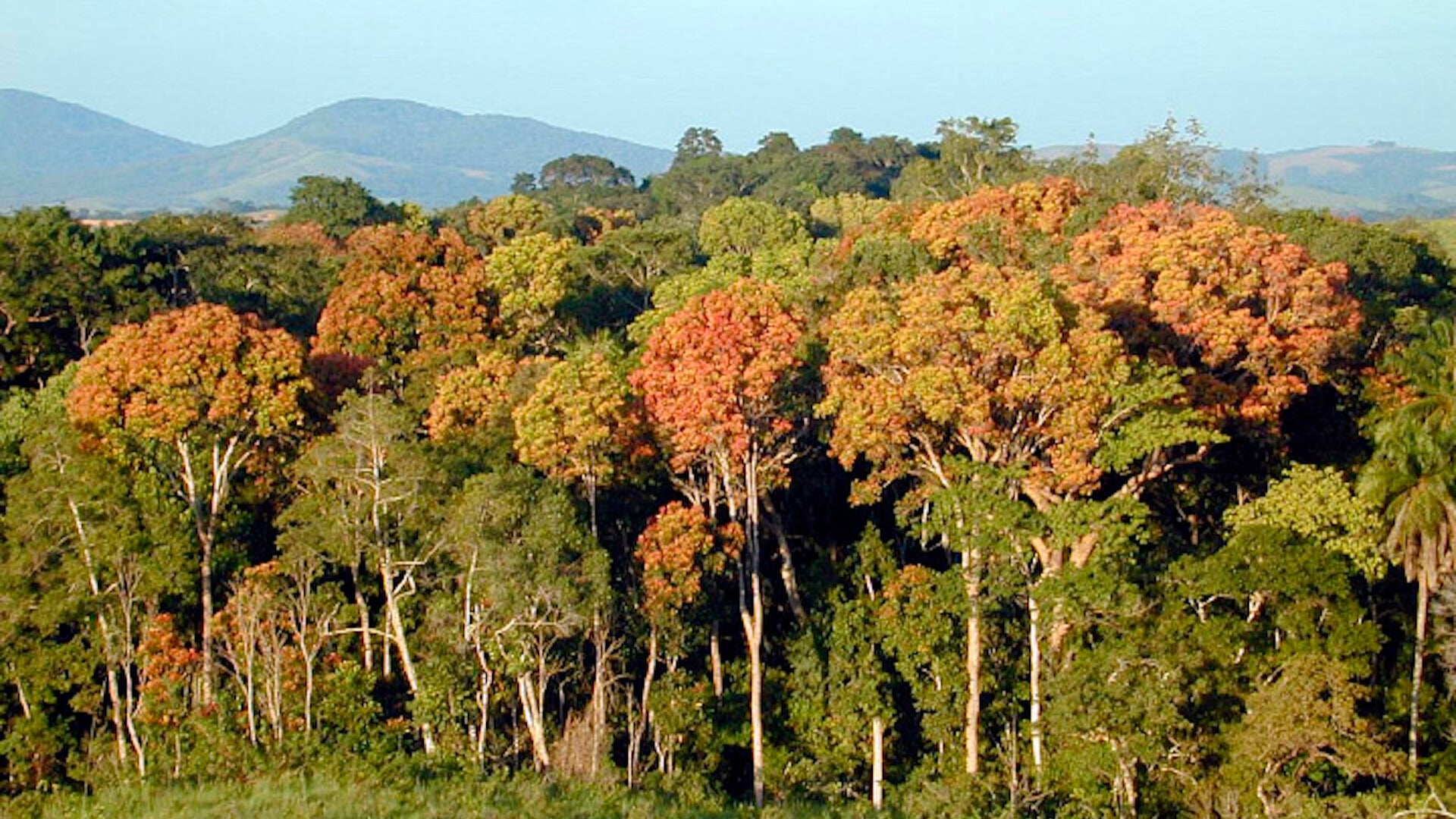 Where Trees Are Planted Matters Most When It Comes To Climate Change ...