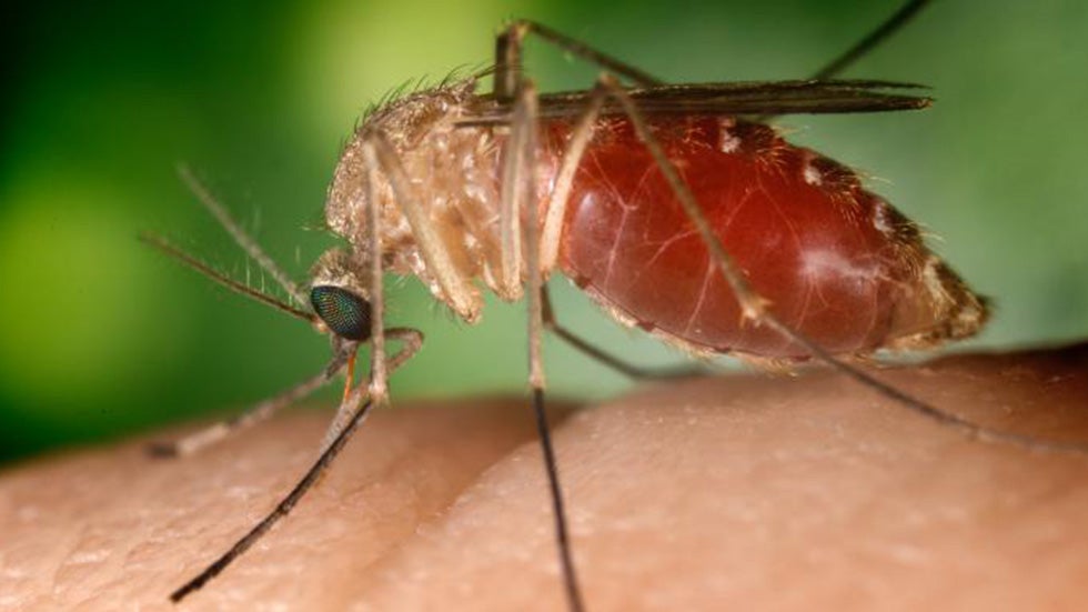 West Nile Virus In Campania A Growing Public Health Concern - p6flqa5