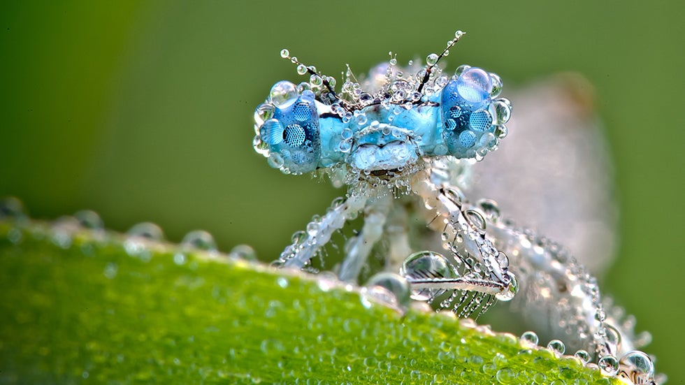 Stunning Images of Insects Covered in Dew