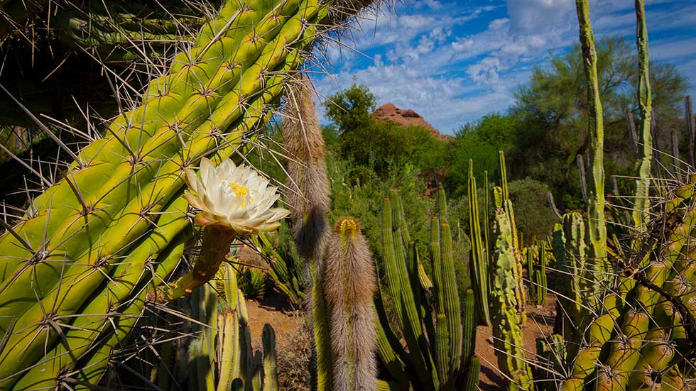 Desert Botanical Garden: Phoenix