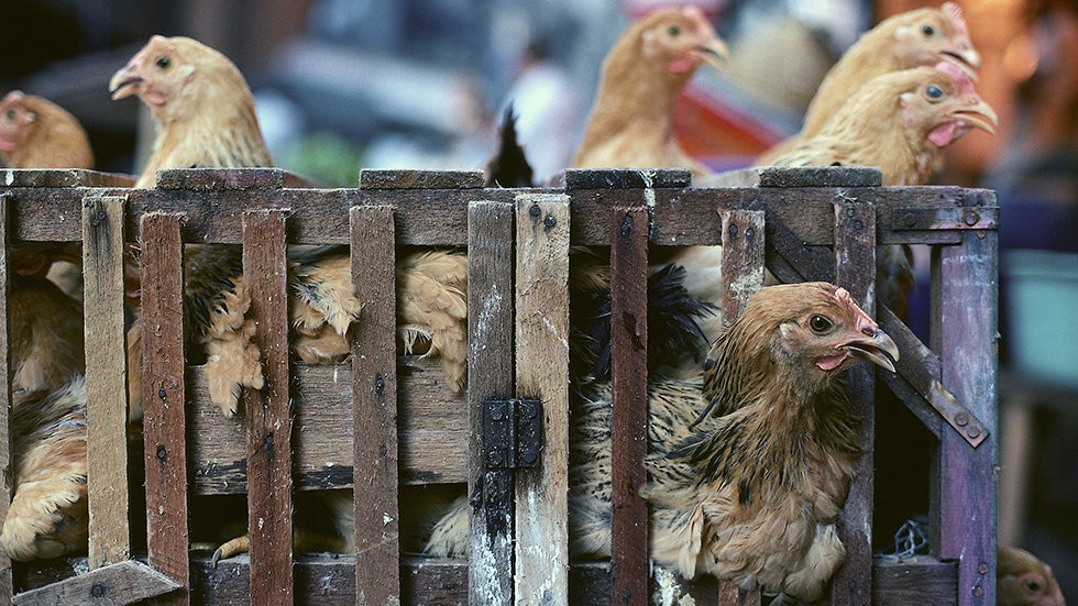 CDC: Doctors, Beware of Bird Flu