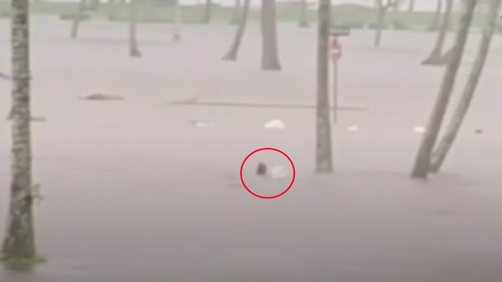 Swimming in Murky Water