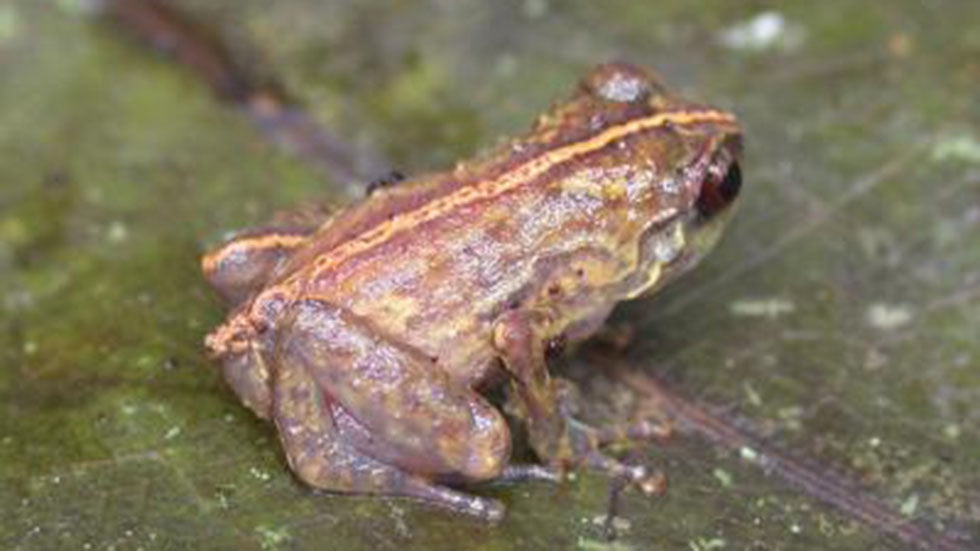 Eleven Amazing New Species Discovered The Weather Channel