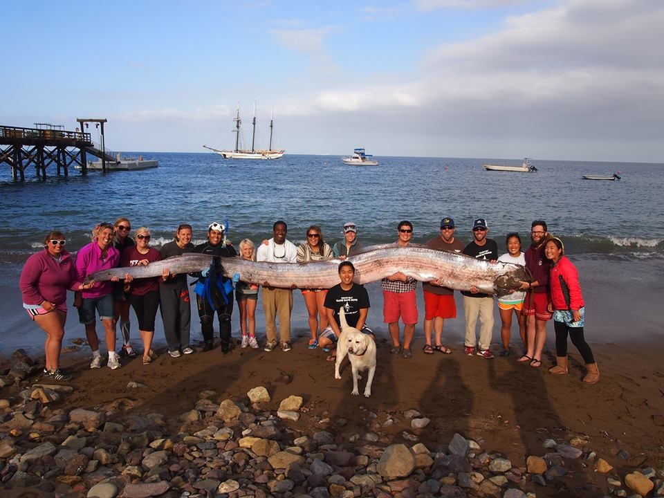 18-Foot Oarfish Found Off California Coast