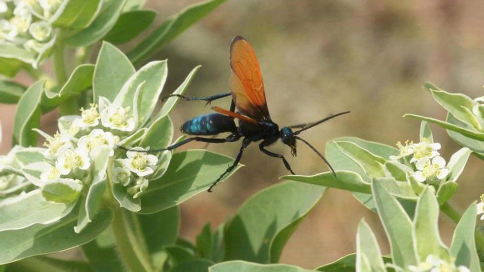 The Most Painful Insect Stings | The Weather Channel