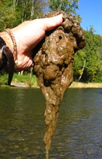 This Greenish Slime Is Clogging Up Rivers Worldwide, And Global Warming ...