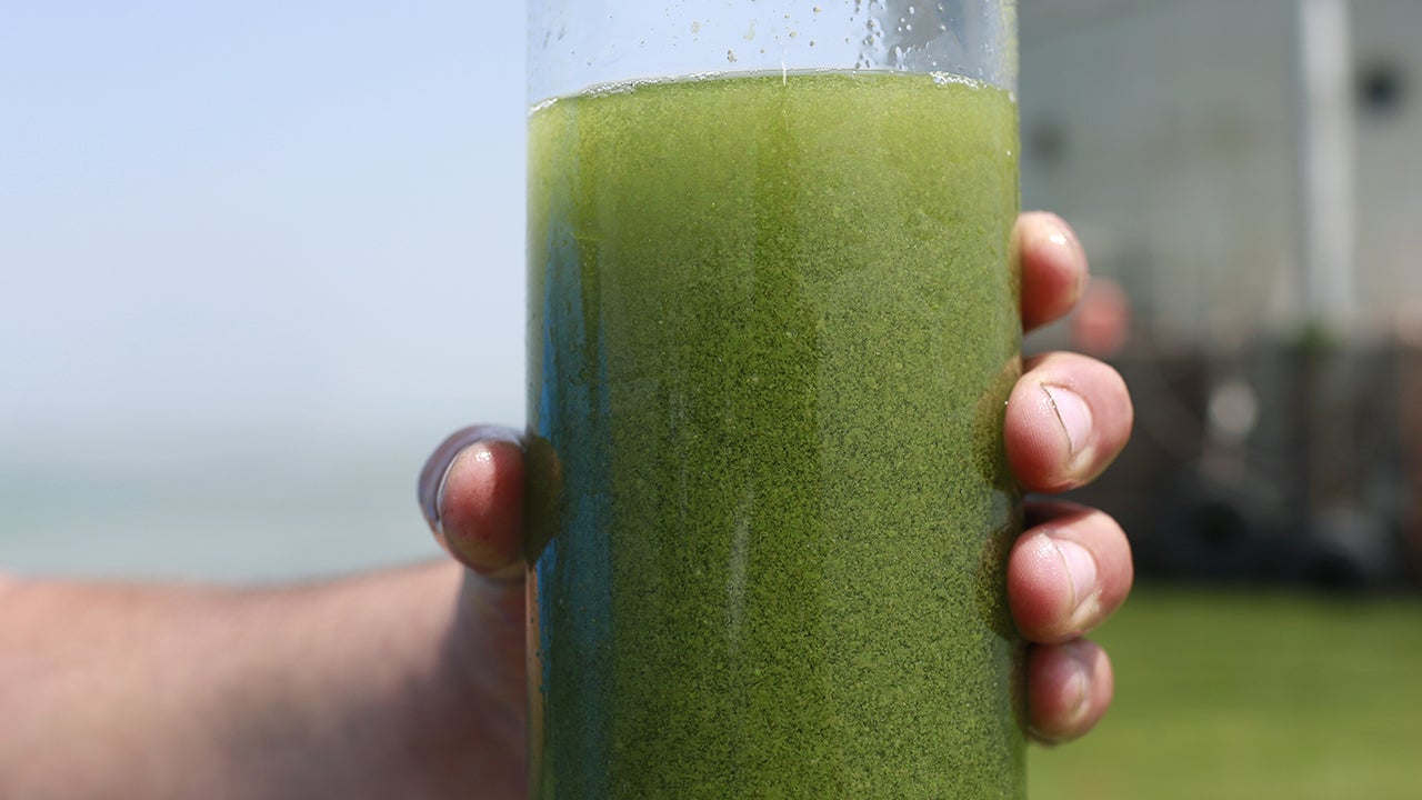 5 Facts About Microcystin, Toledo, Ohio's Water Toxin | The Weather Channel