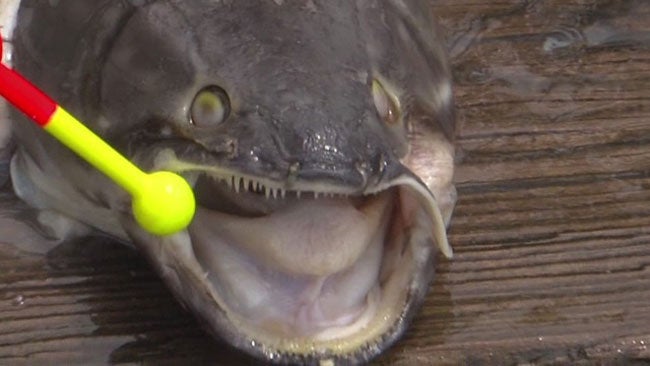 Ancient Bowfin Caught By 7YearOld Ohio Girl on First