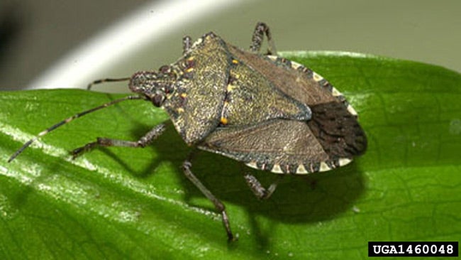 Stink Bug Invasion Ahead: How to Keep Them Out of Your House