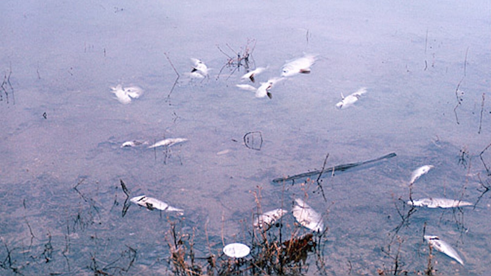 Weather Words: Clean Water Act