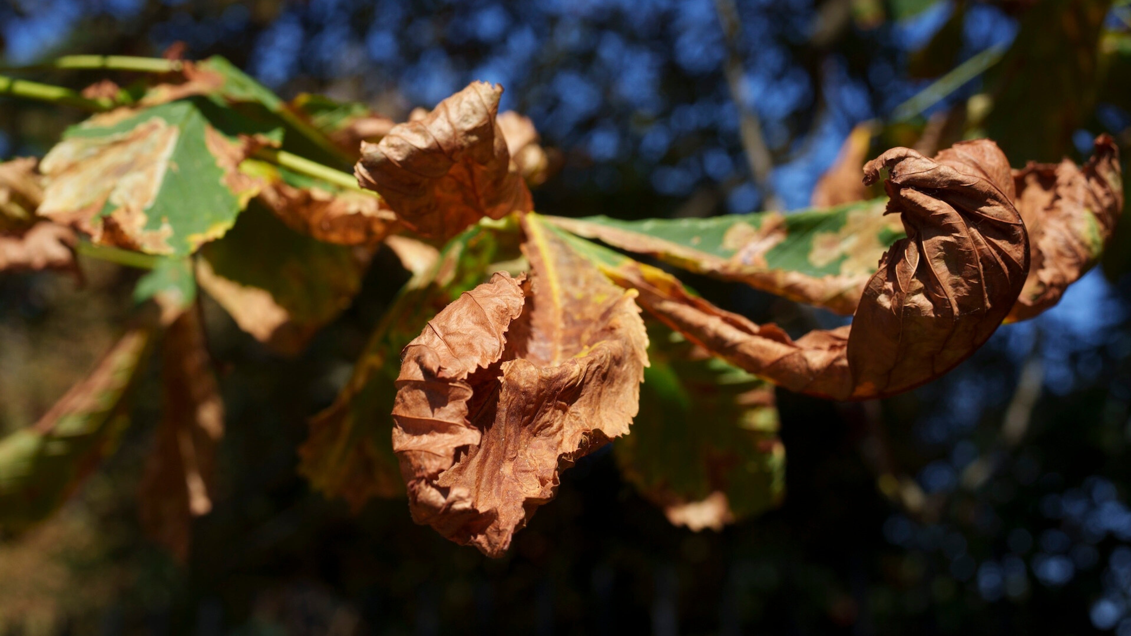 98aa6752-375b-4eb7-b102-bb5bbcbc0f33.jpg