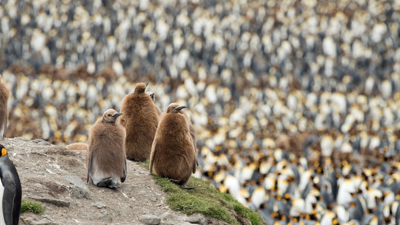 More Than 150,000 King Penguins Come Together For Massive Cuddle to