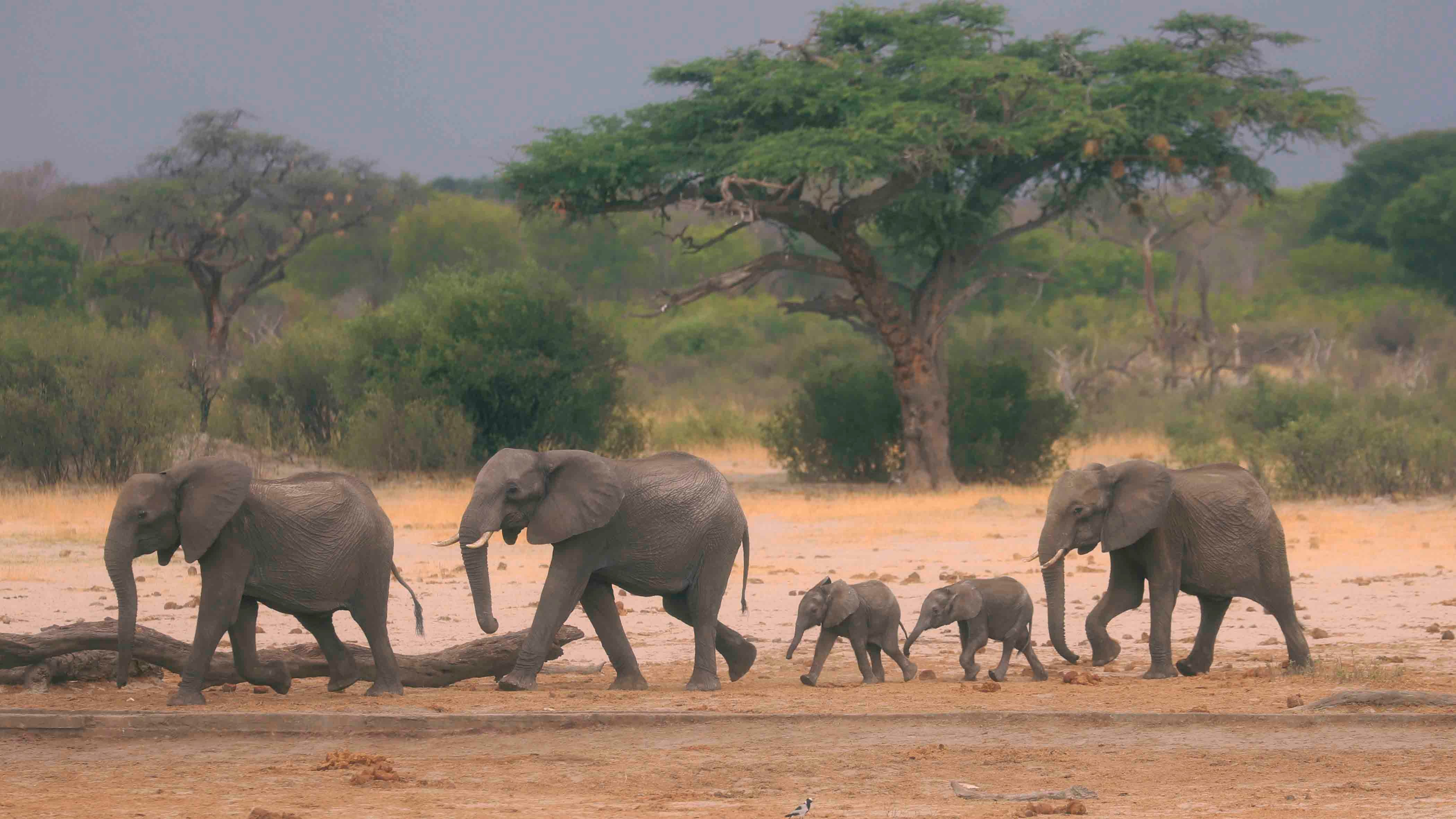 More than 200 Elephants Die in African Drought - The Weather Channel