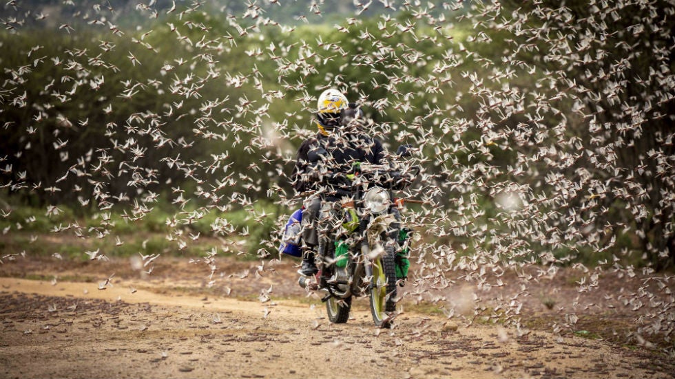 Billions of Locusts Hitting Africa in Second Wave of Plague, Fueled by HigherThanNormal