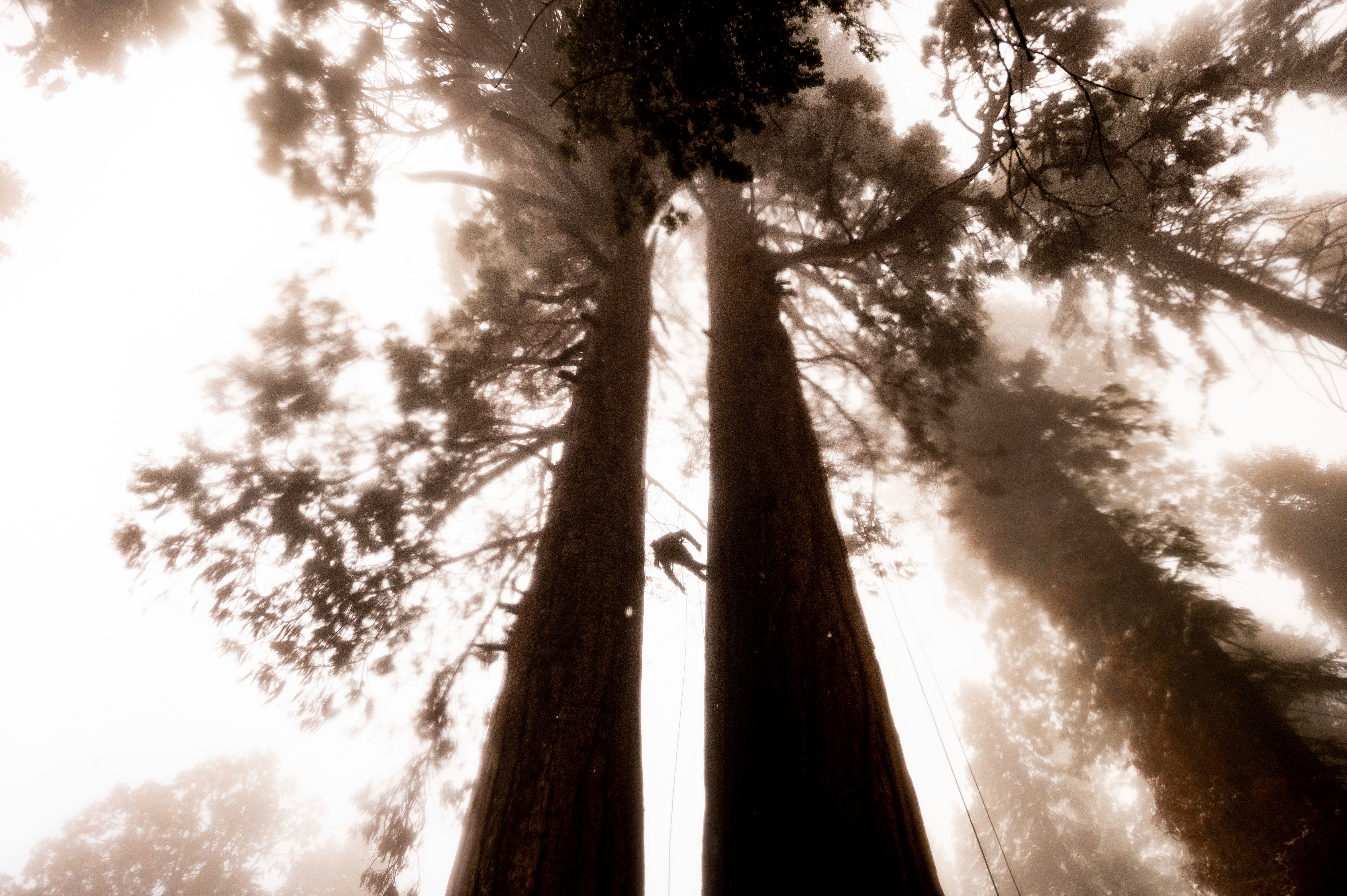 One Non-Profit's Quest to Save the Sequoias After a Devastating Wildfire Season (PHOTOS)