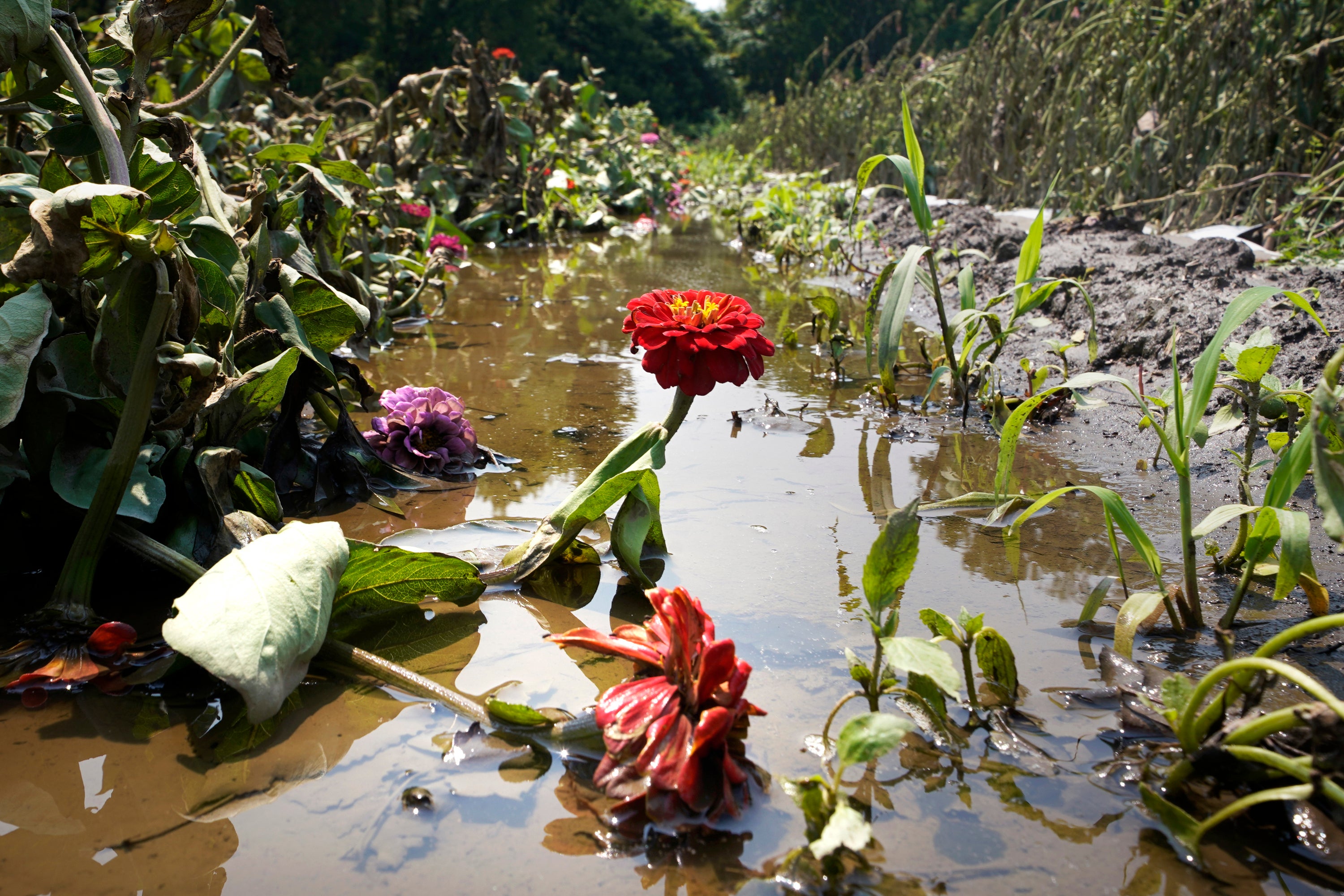 Where Flooding Has Become More Frequent, Here's How Gardeners Can Respond