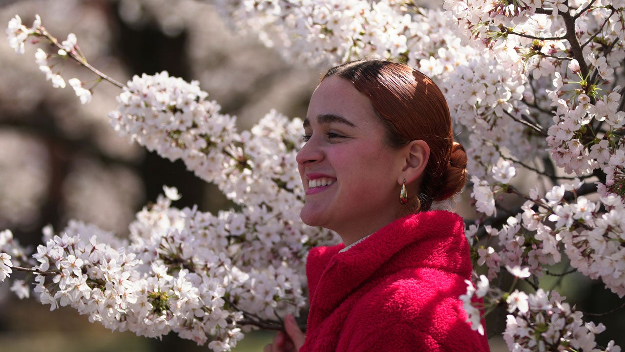 A person poses for a photo in front of blooming cherry trees