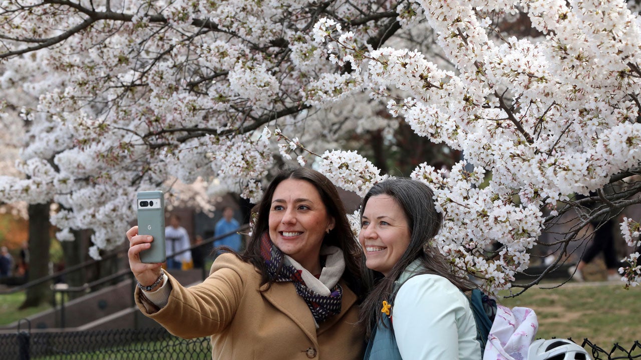 Two people holding a camera pose for a photo in front of blooming cherry trees