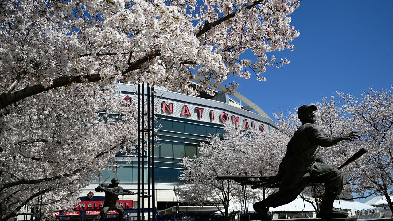 Photo of a statue in front of a baseball stadium surrounded by blooming cherry trees