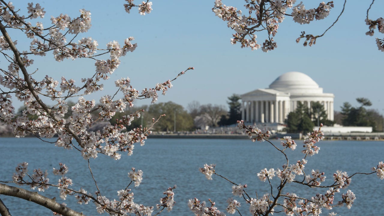 The Jefferson Memorial is seen with cherry blossoms along the Tidal Basin