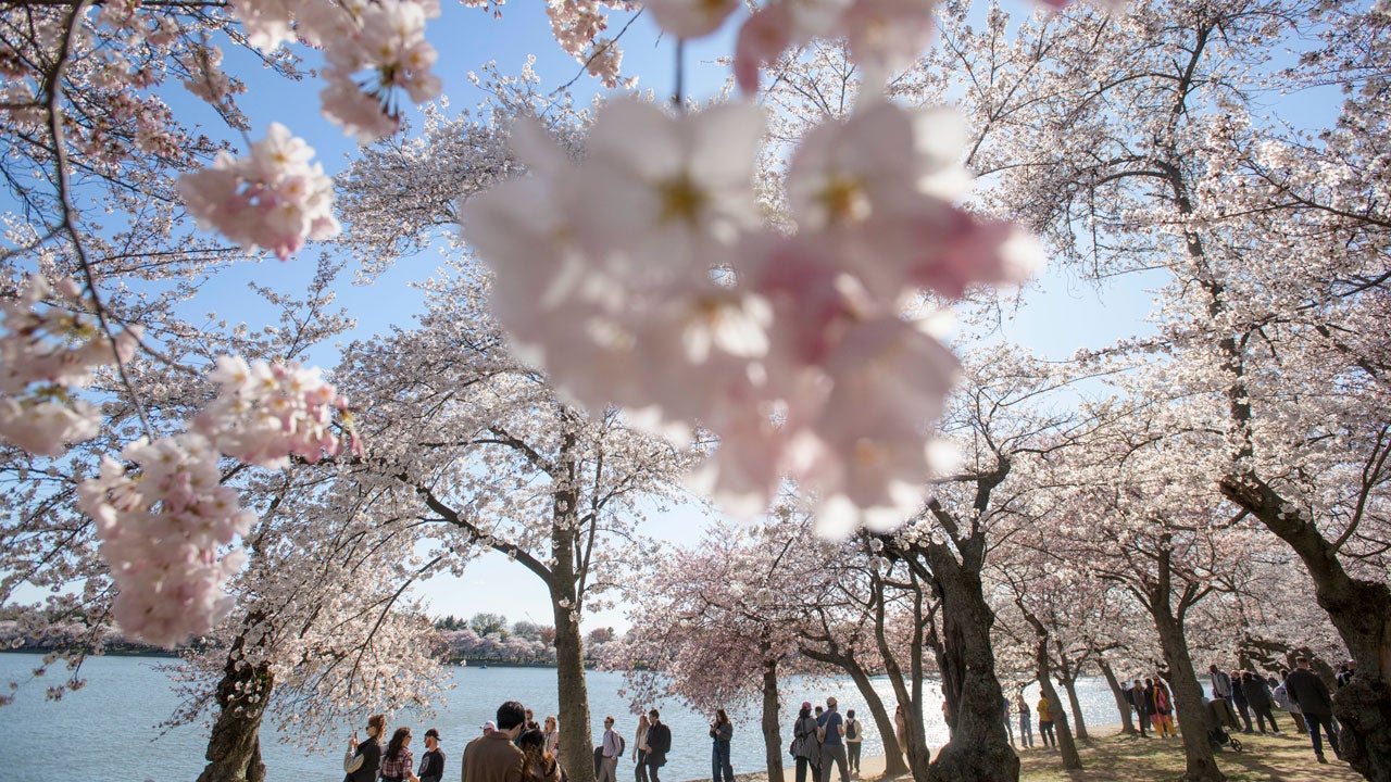 People walk under the canopies of cherry blossoms along the Tidal Basin