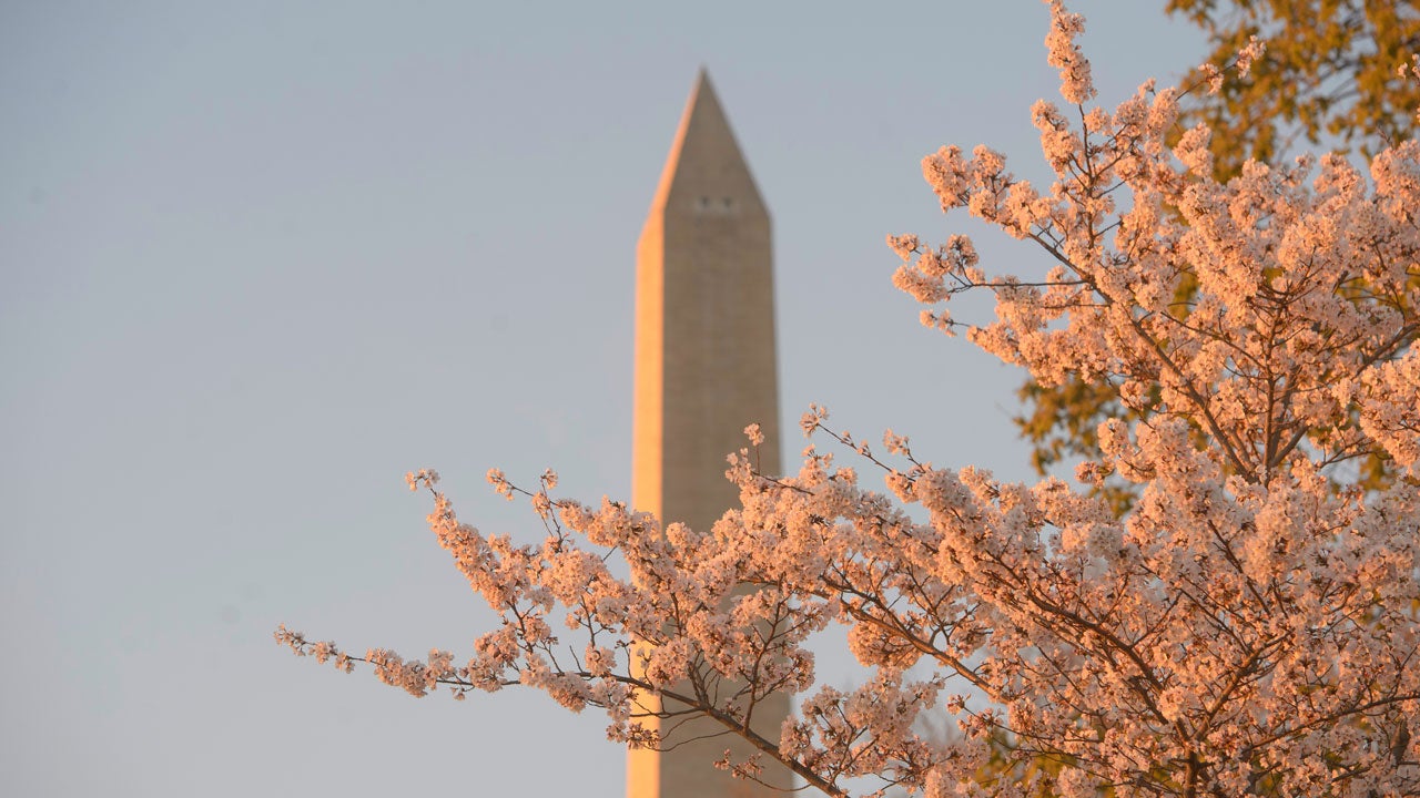 The Washington Monument is seen in the distance as the cherry blossoms bloom along the Tidal Basin