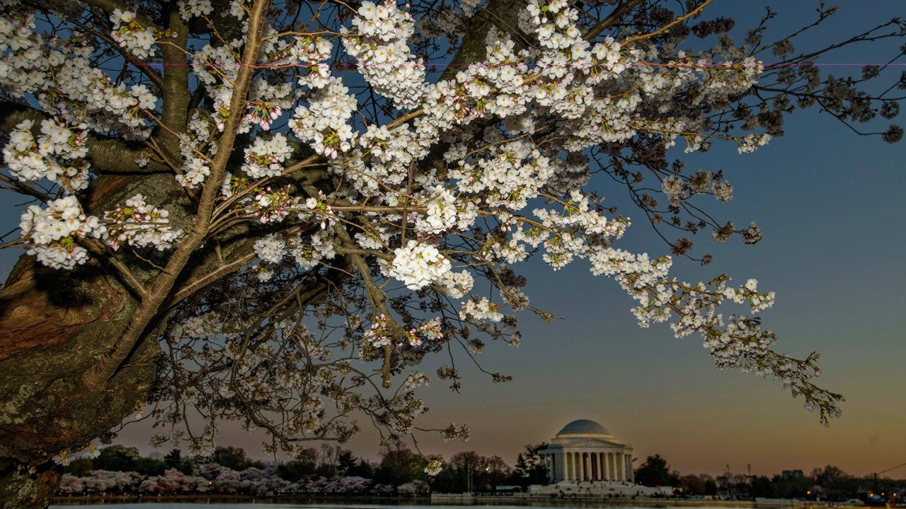 The Jefferson Memorial is seen in the distance as the cherry blossoms bloom along the Tidal Basin