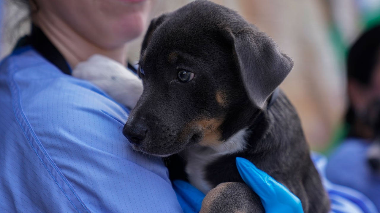 A black and brown dog being held by a volunteer