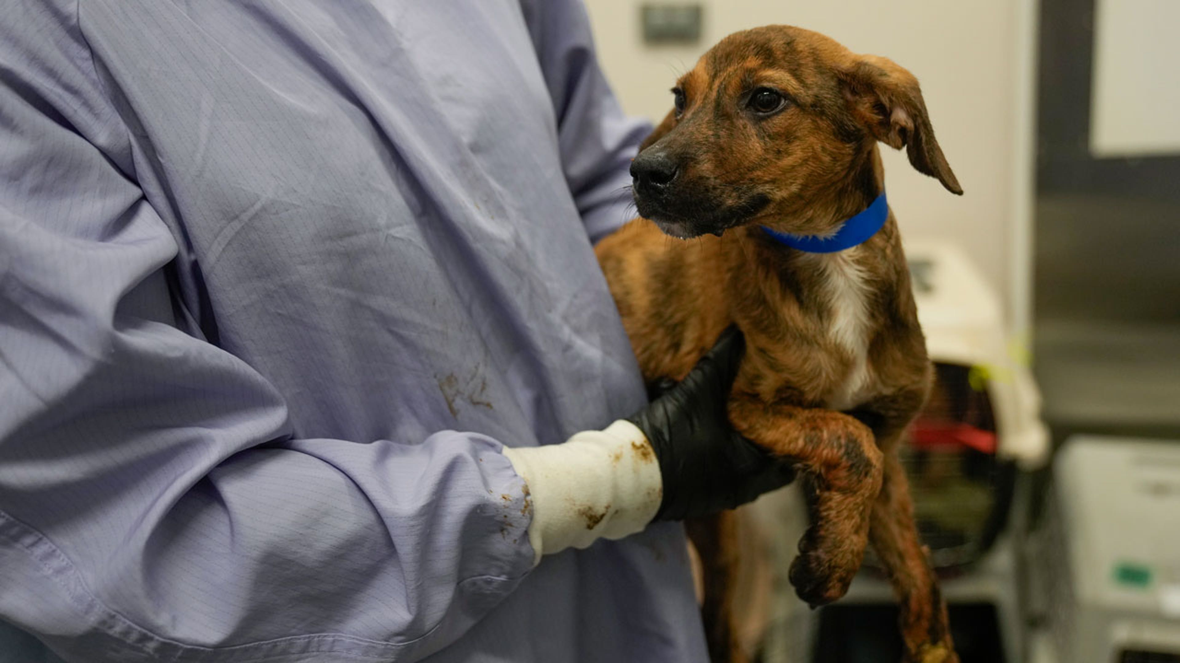 A brown dog being held by a volunteer