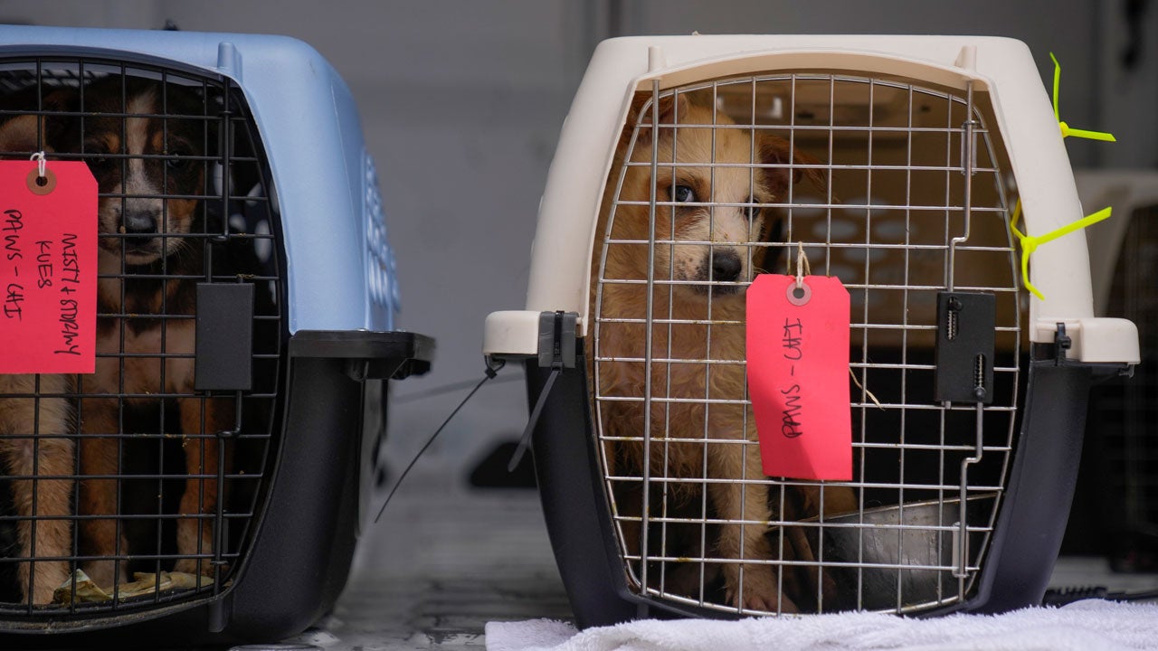 Rescued dogs look out of cages