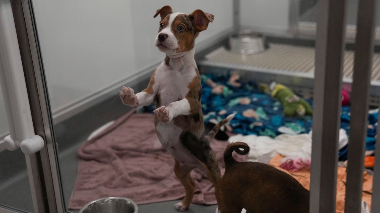 A brown and white dog sits up in a cage after being rescued
