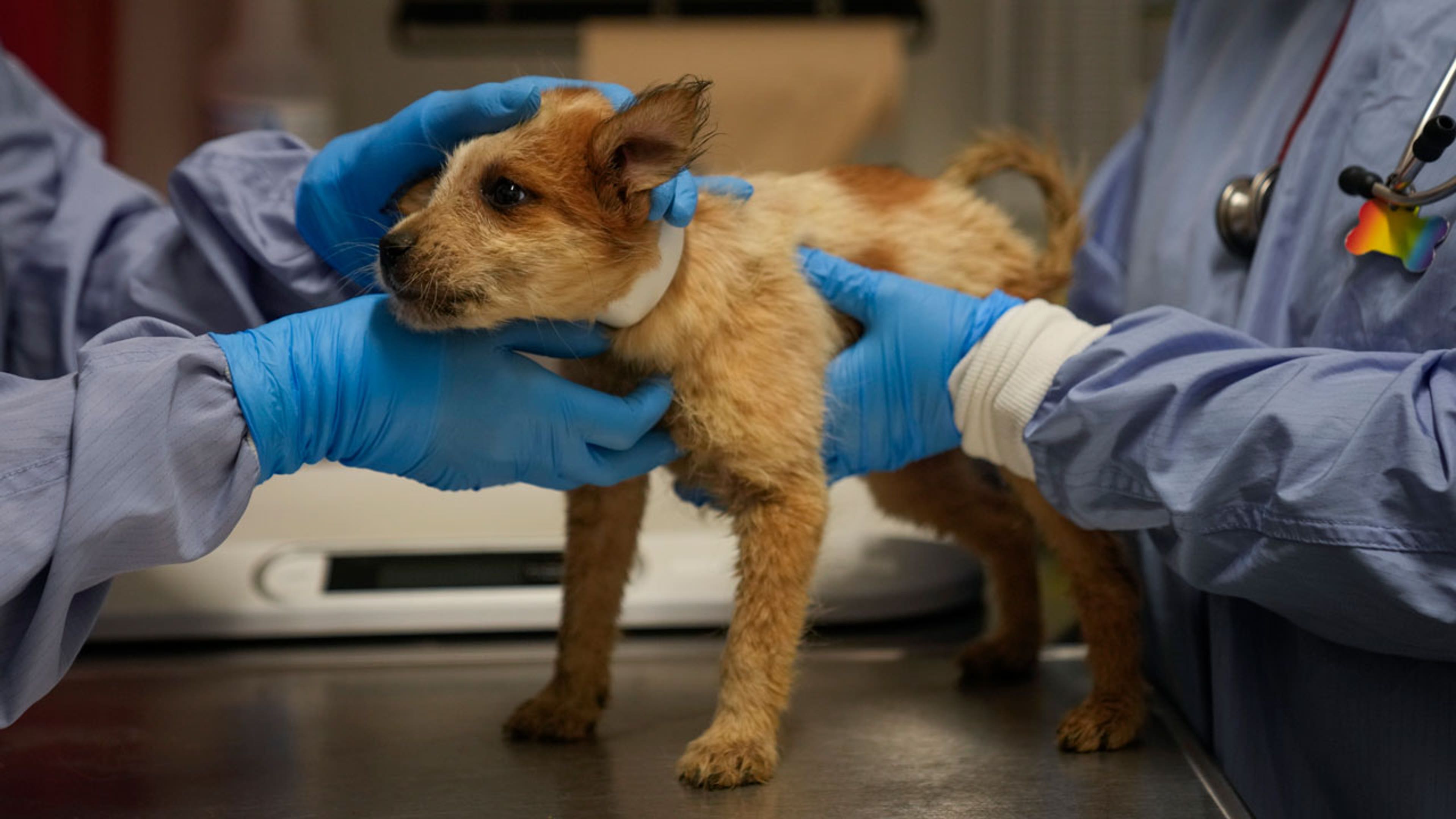 A brown dog is held by volunteers after getting rescued