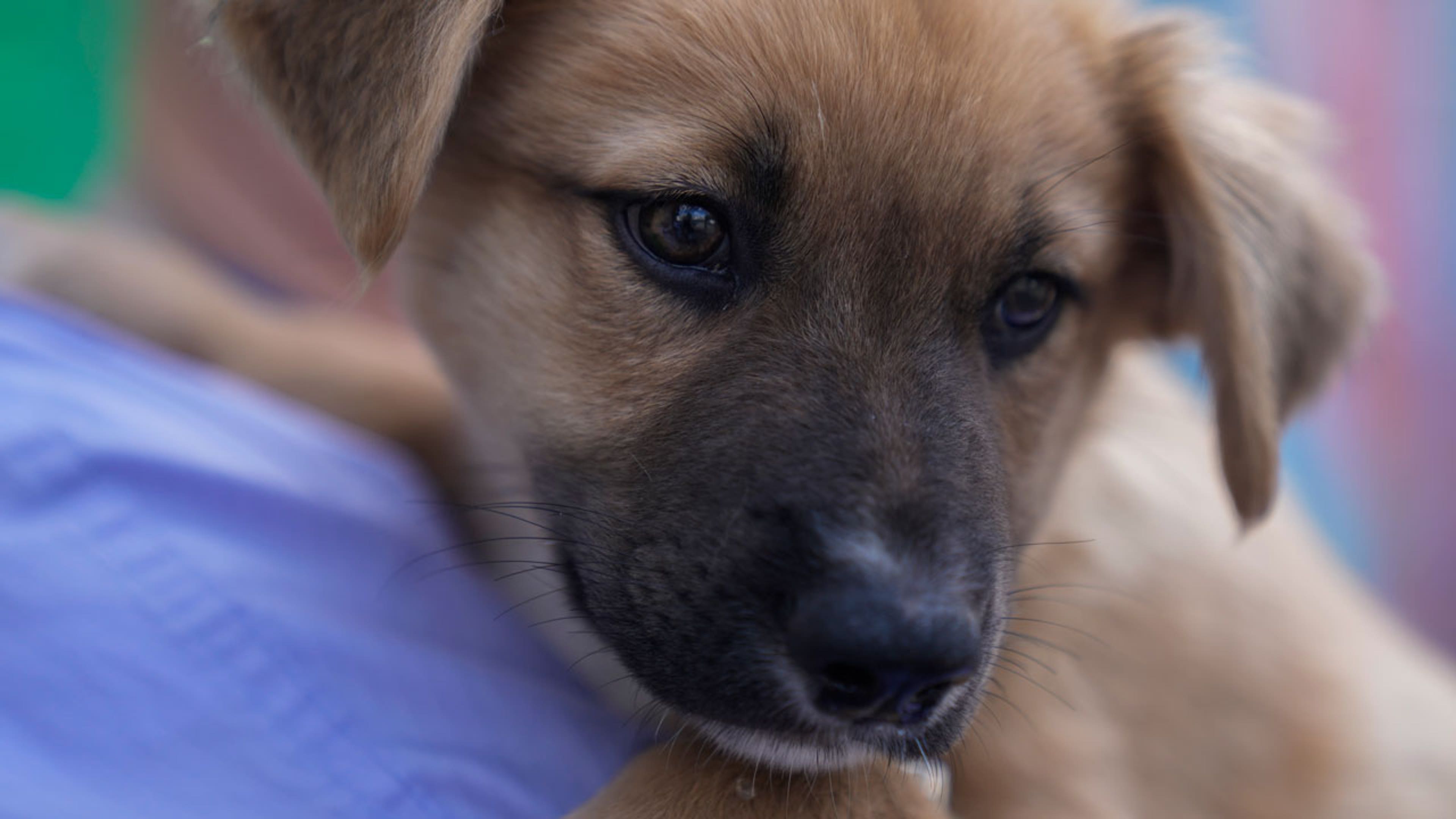 A brown dog being held by a volunteer