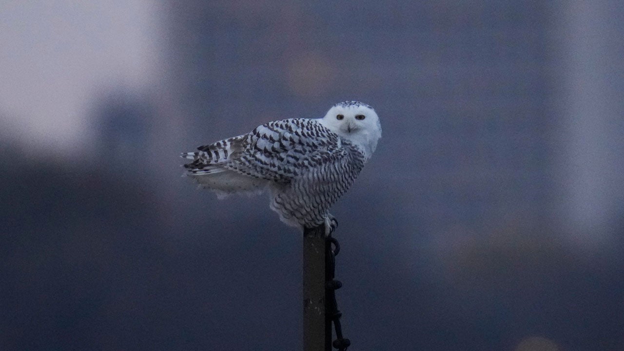 Pair Of Snowy Owls Spotted Along Lake Michigan Beach Draws Crowds In Chicago
