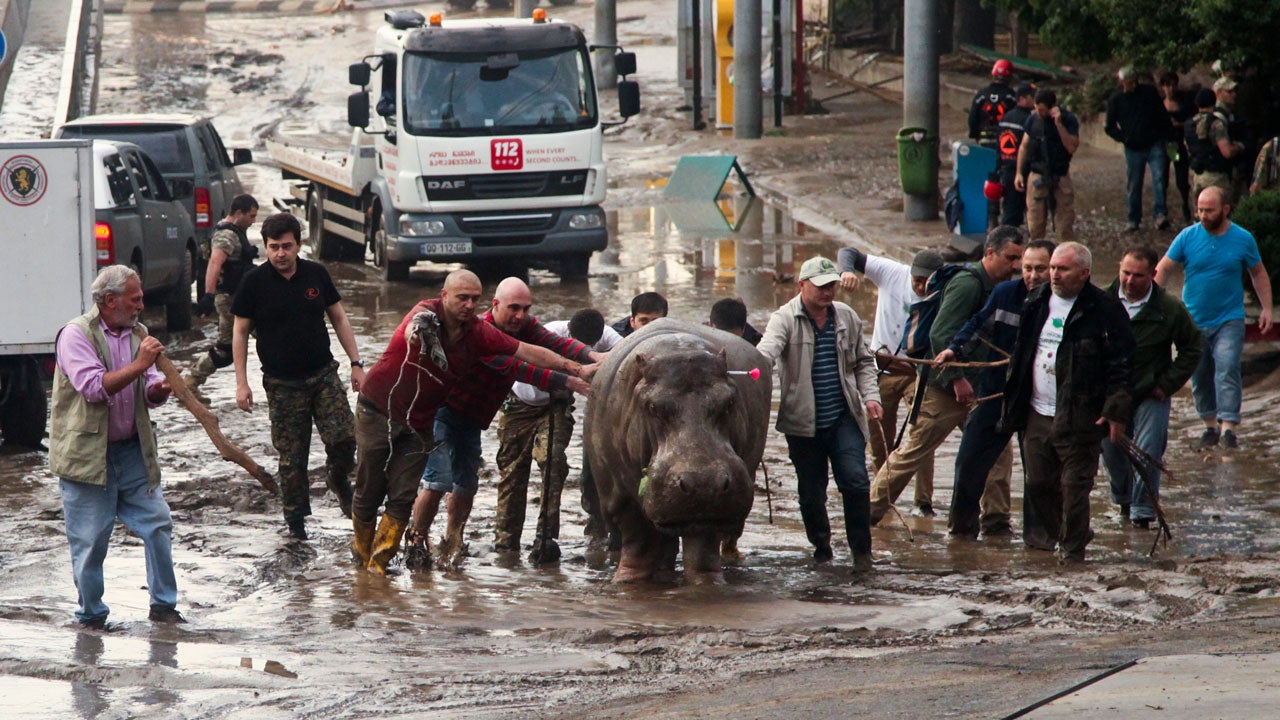 Georgia Floods Kill 12; Animals Still Loose As Night Falls