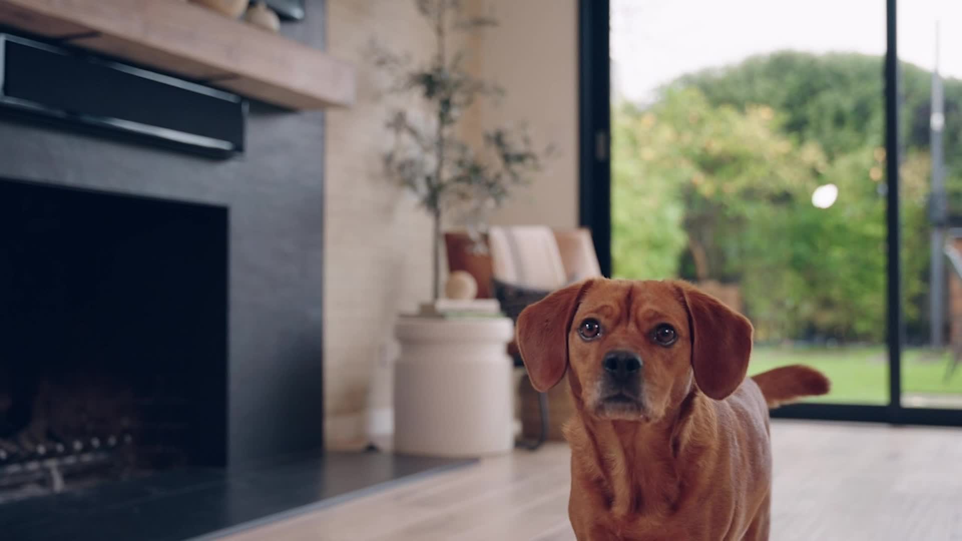 Need A Pet Sitter While At Work? Try An AI Companion