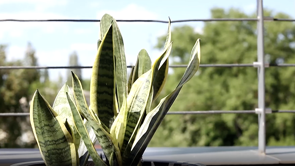 Indoor Allergies? Here Are Five Plants That Could Help Clean The Air 