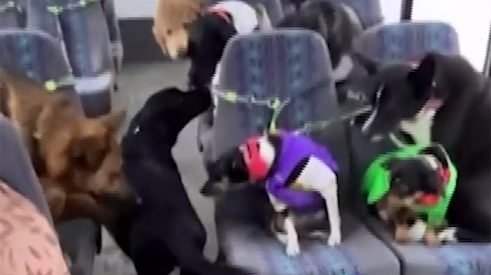 Alaska Dog-Walking Business Picks Up Furry Clientele In School Bus