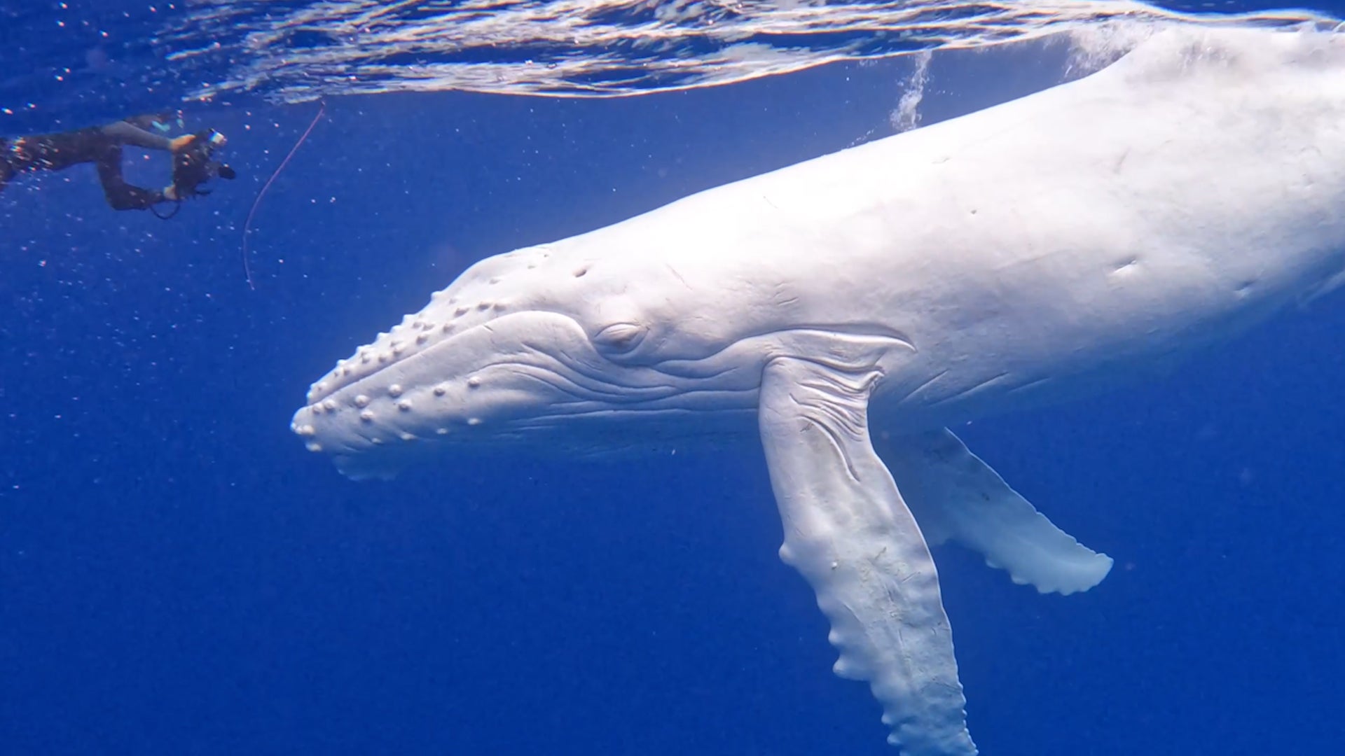 Divers Capture Beautiful Video Of Rare Albino Humpback Whale