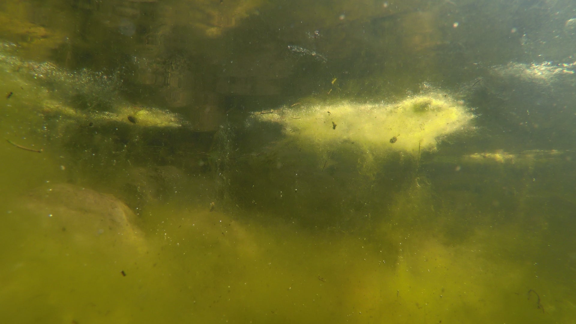 Toxic Bloom Killing Thousands Of Sea Life Along CA Coast