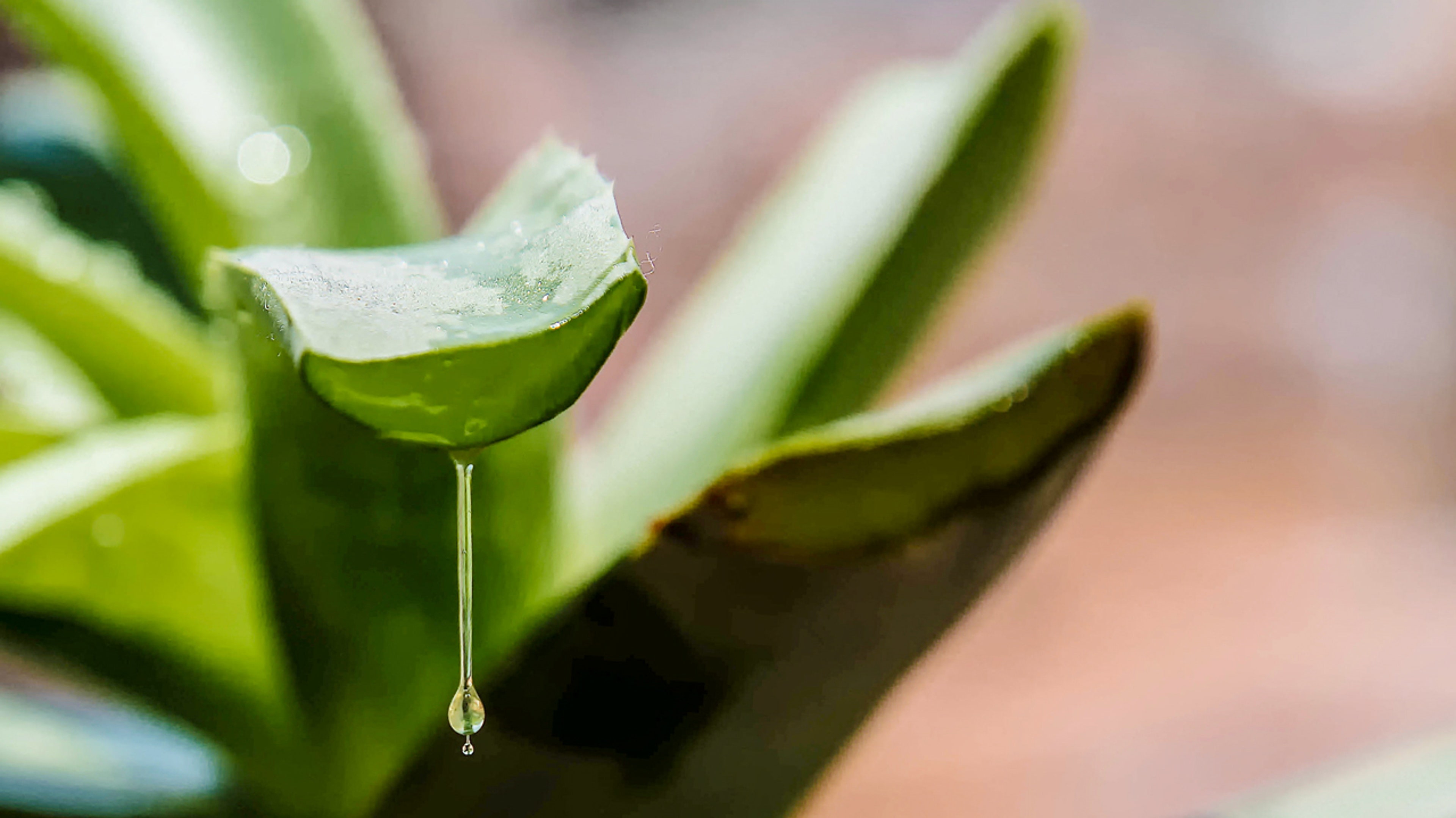 Aloe-Vera-Drip-1280x720.jpg