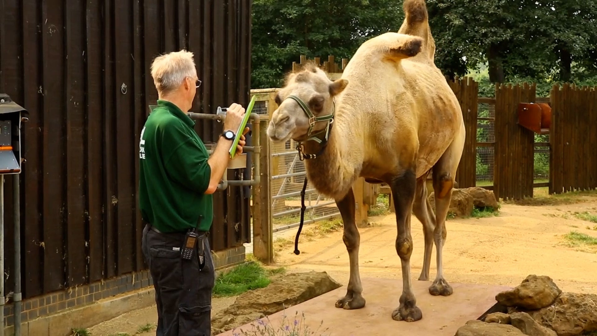 London Zoo Animals Waddle, Trot And Walk To The Scales
