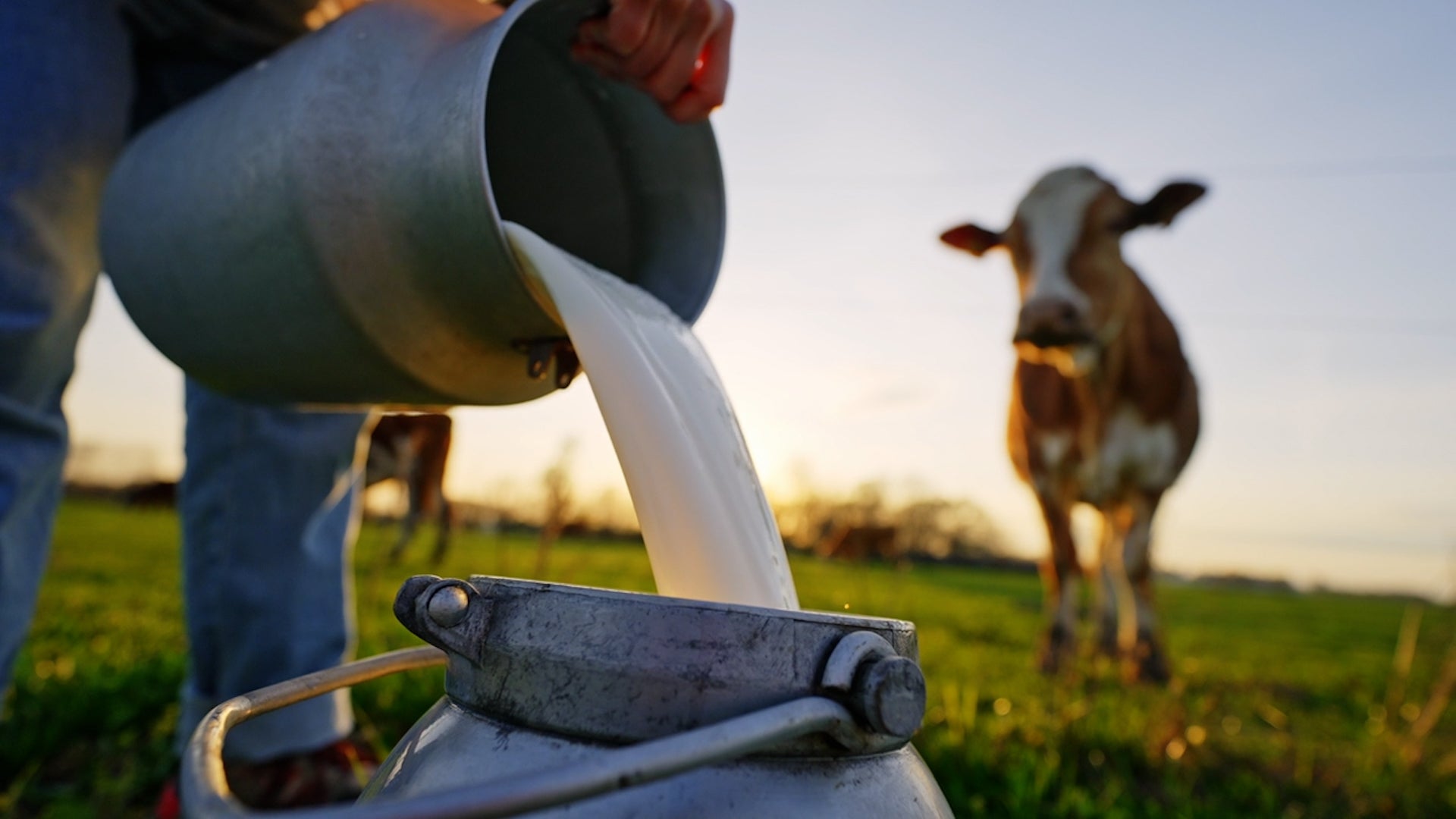 Doctor Gives Advice As Bird Flu Cases Surge In Dairy Cows