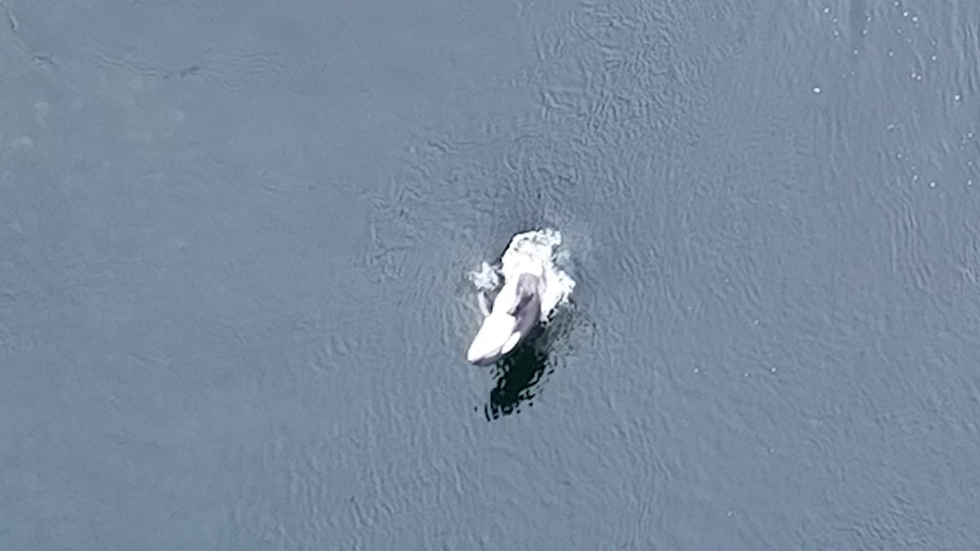 Baby Orca Trapped For Weeks Finally Swims To Open Sea