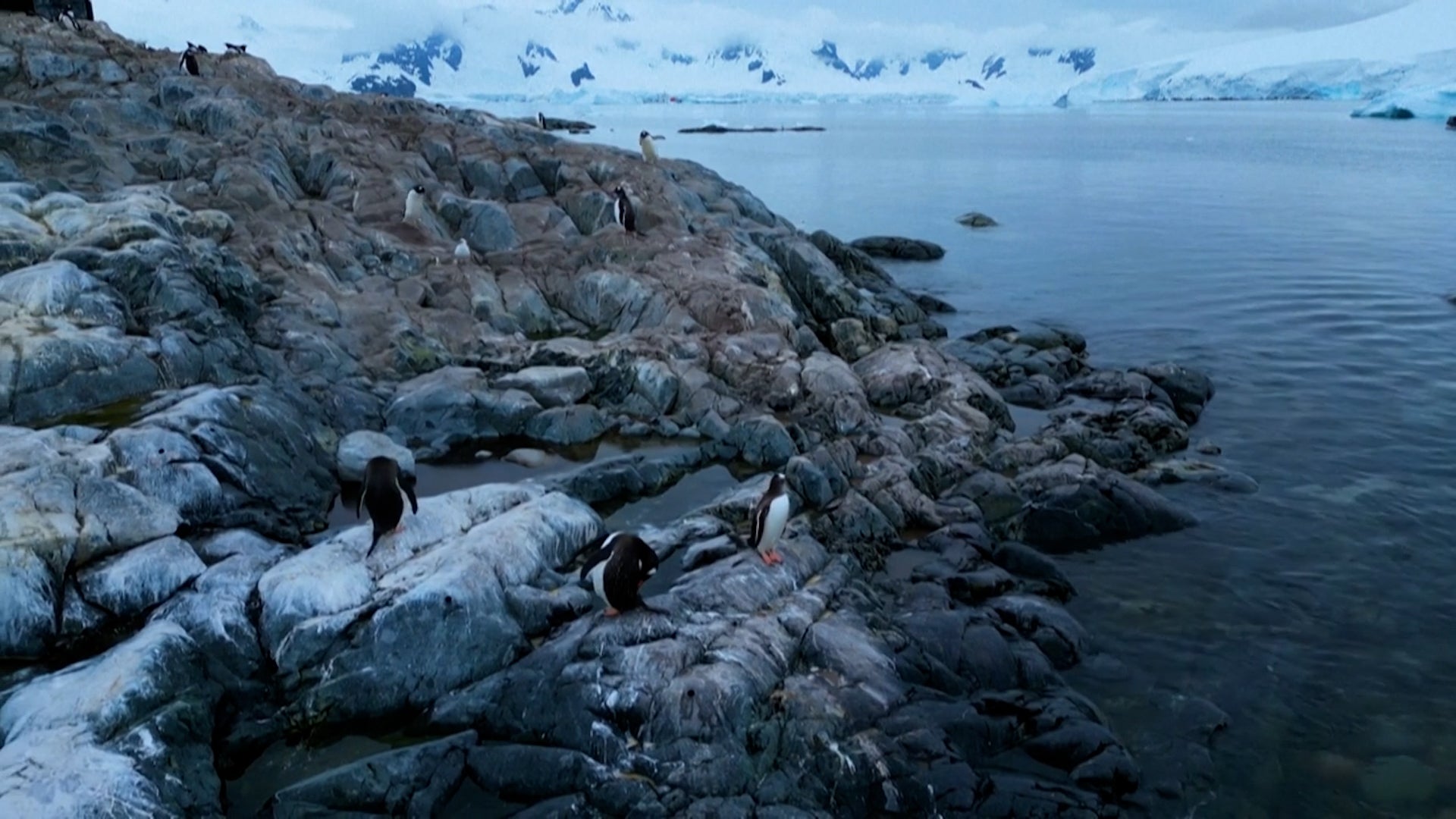 Bird Flu Seen In Antarctica For First Time; Penguins At Risk